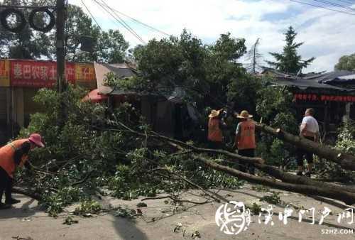 汉中市区一棵10米大树突然倾倒，刮倒高压线，所幸无人伤亡