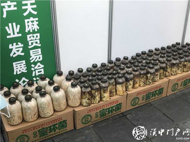 宁强县第三届天麻贸易洽谈会暨天麻产业发展论坛今日开幕！