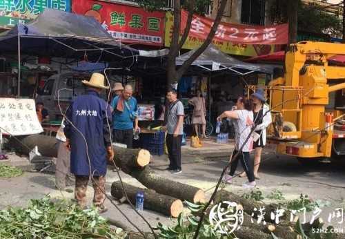 汉中市区一棵10米大树突然倾倒，刮倒高压线，所幸无人伤亡