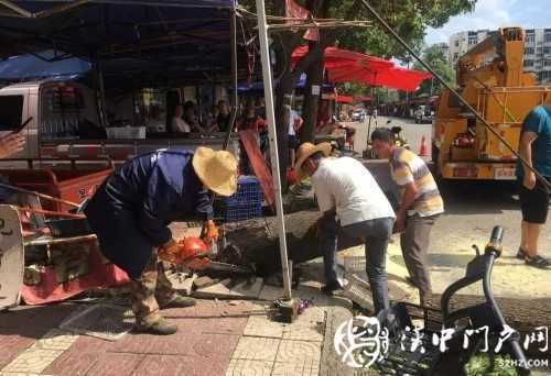 汉中市区一棵10米大树突然倾倒，刮倒高压线，所幸无人伤亡