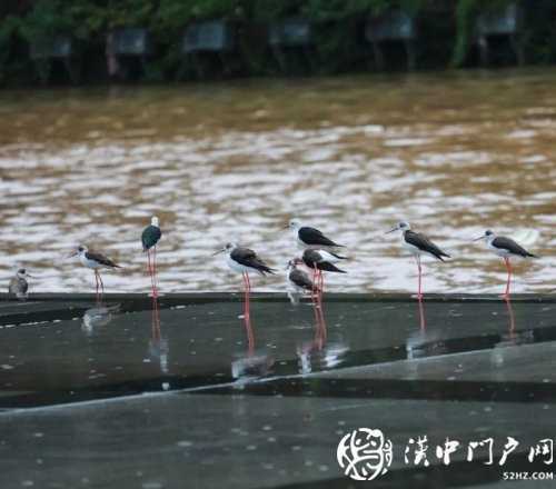 暴雨过后一群黑翅长脚鹬光临略阳！