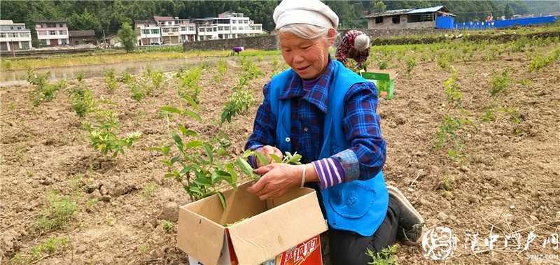  扬百年荣光·看红色天汉 ——网络媒体重走红军路主题采访走进镇巴县黎坝镇