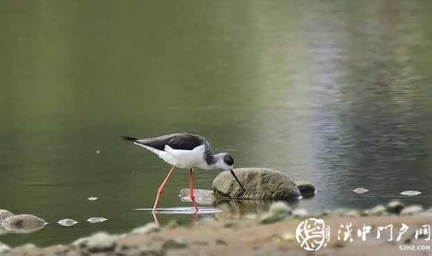 暴雨过后，汉中惊现“长腿欧巴”！