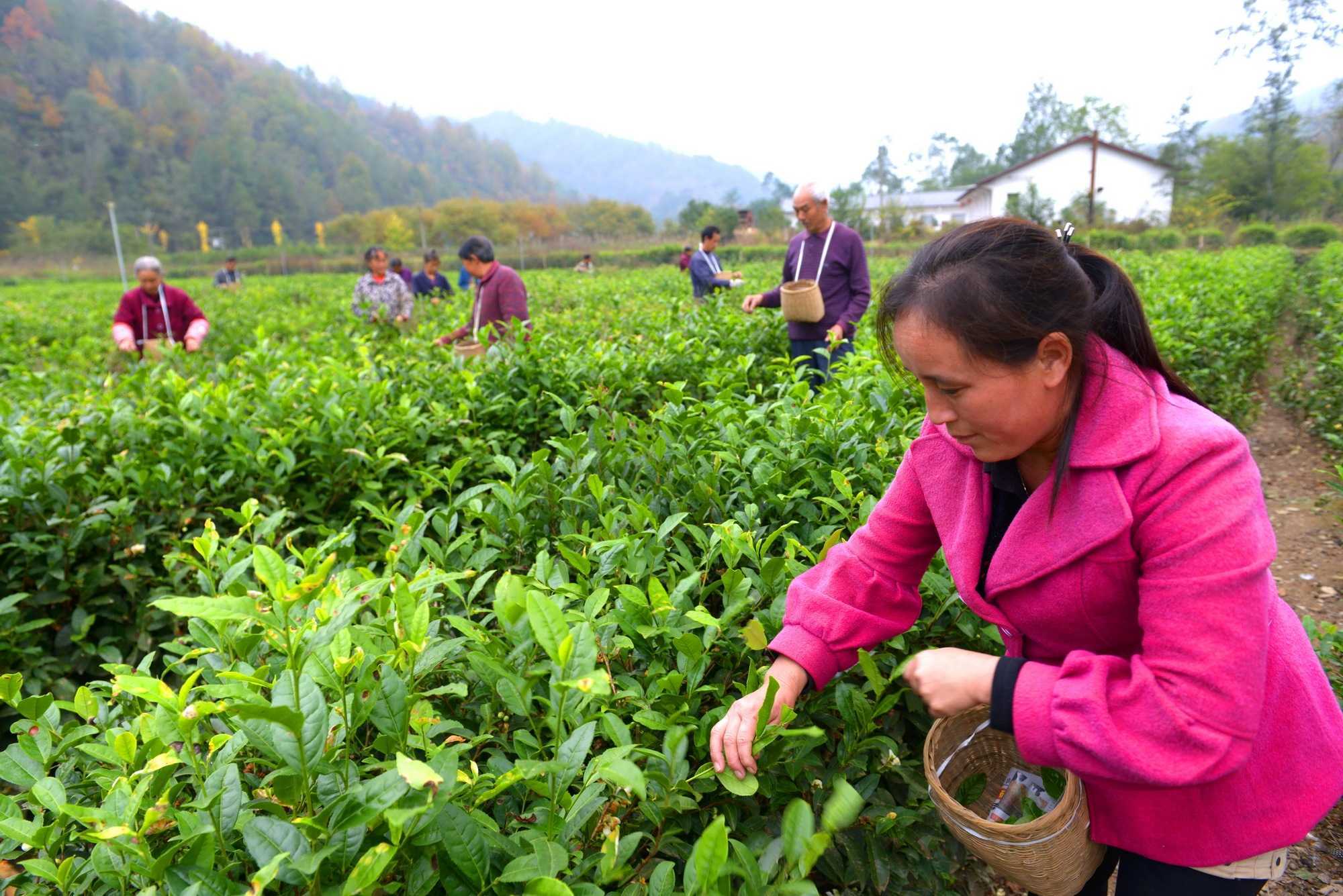 陕西宁强县青木川村:小山村吃上旅游饭