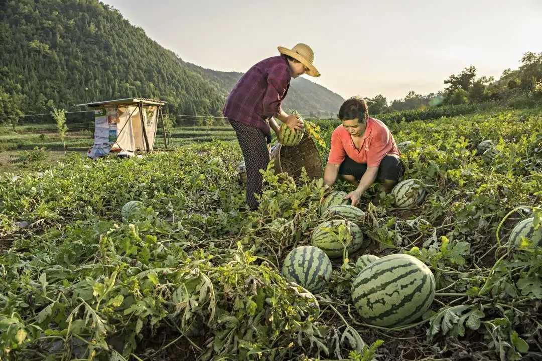 累计减贫78799人！看南郑是怎么做到的...