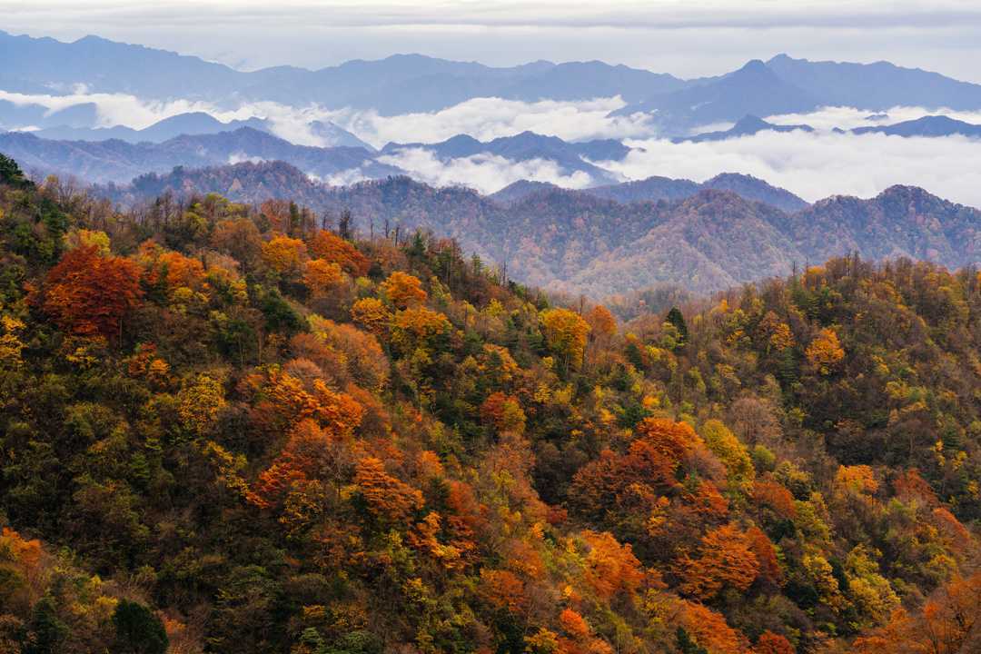 陕西留坝县:一场红叶盛宴的绝美乐章拉开帷幕