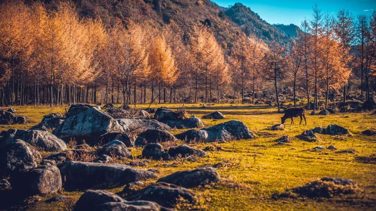 陕西留坝县:一场红叶盛宴的绝美乐章拉开帷幕