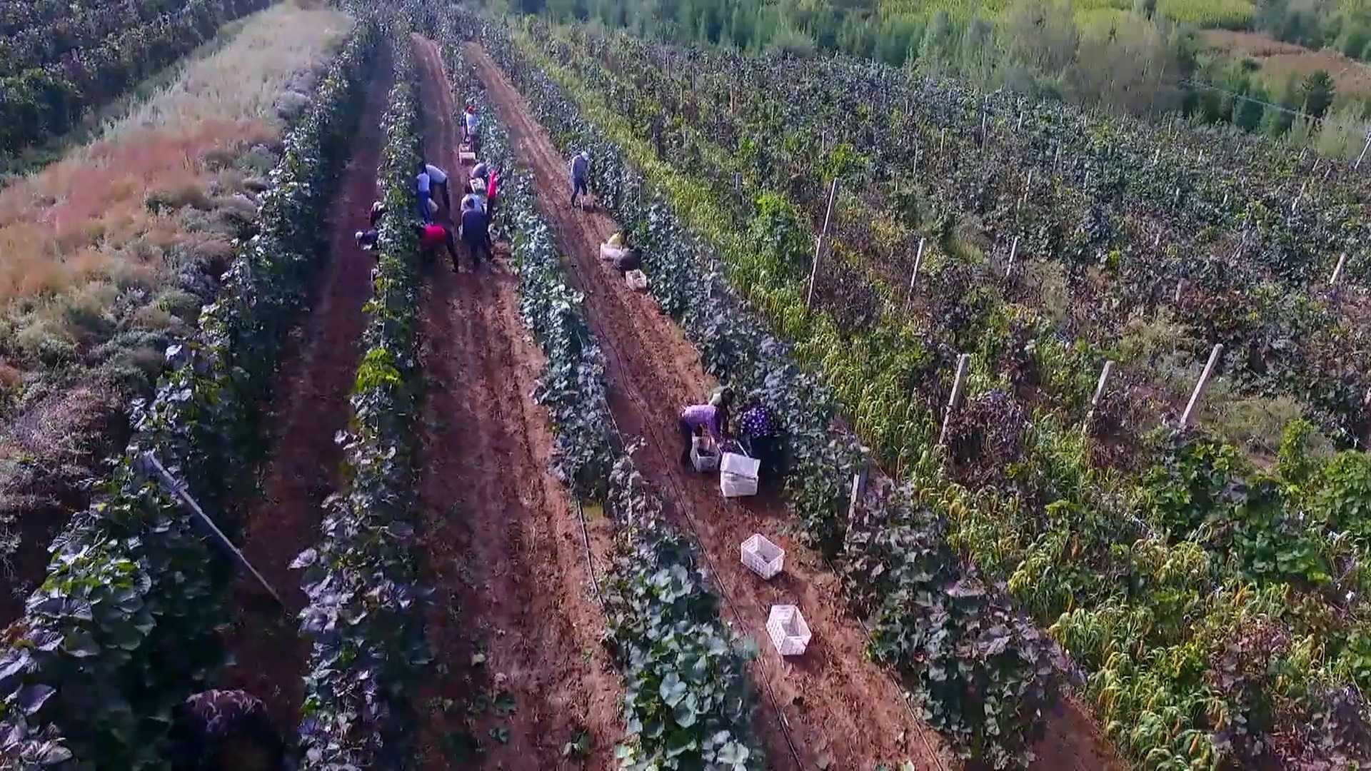 向总书记报告丨金鞍跃马好扬鞭