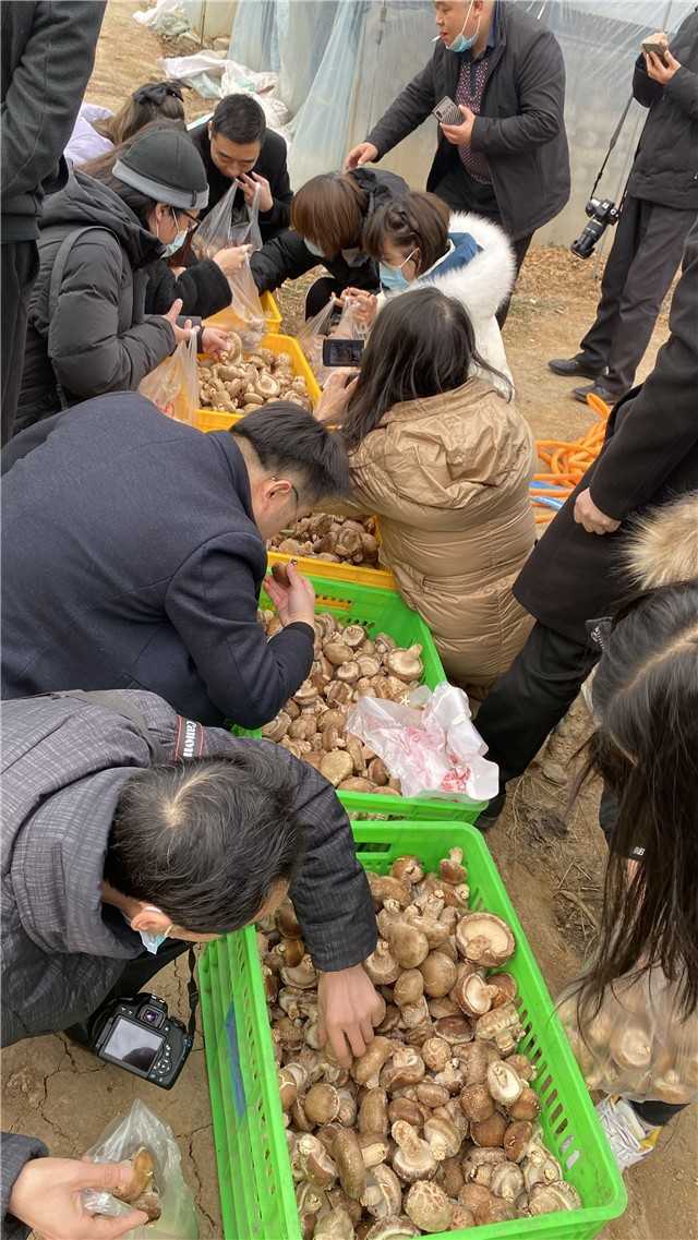 【新春走基层】留坝青岗坪村：党员干部带头食用菌产业  鼓起村民“钱袋子”