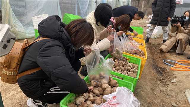 【新春走基层】留坝青岗坪村：党员干部带头食用菌产业  鼓起村民“钱袋子”