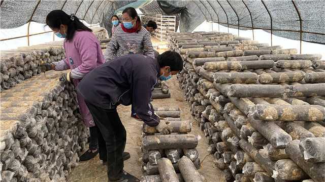 【新春走基层】留坝青岗坪村：党员干部带头食用菌产业  鼓起村民“钱袋子”