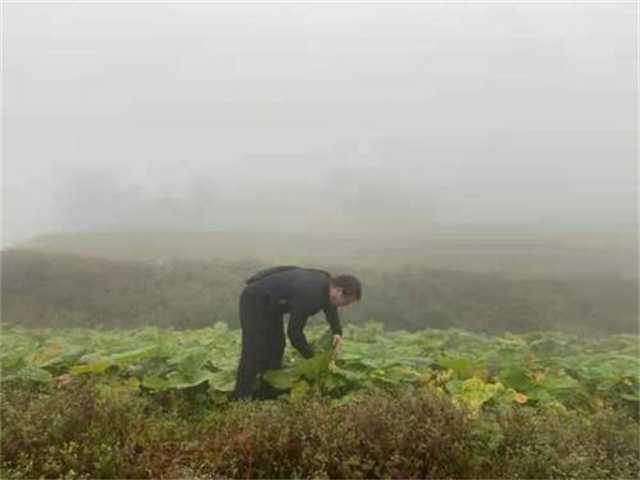 镇巴茶叶2.jpg