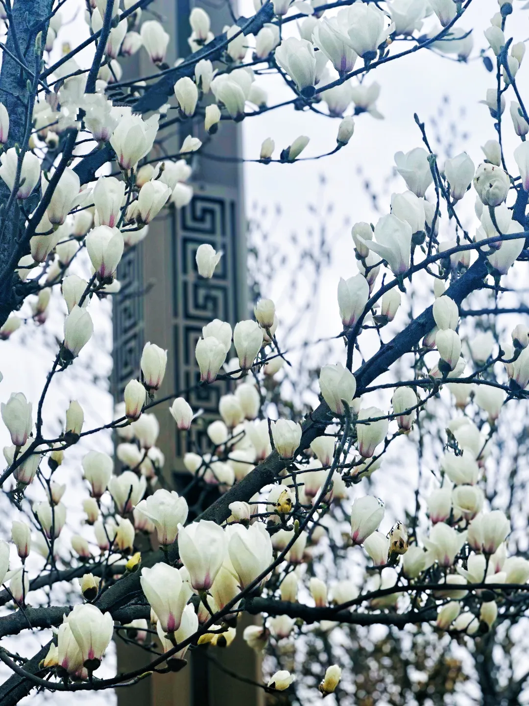 春日预报！汉台街头一大波花卉强势来袭