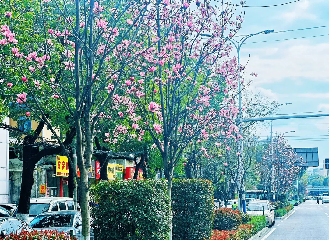 春日预报！汉台街头一大波花卉强势来袭