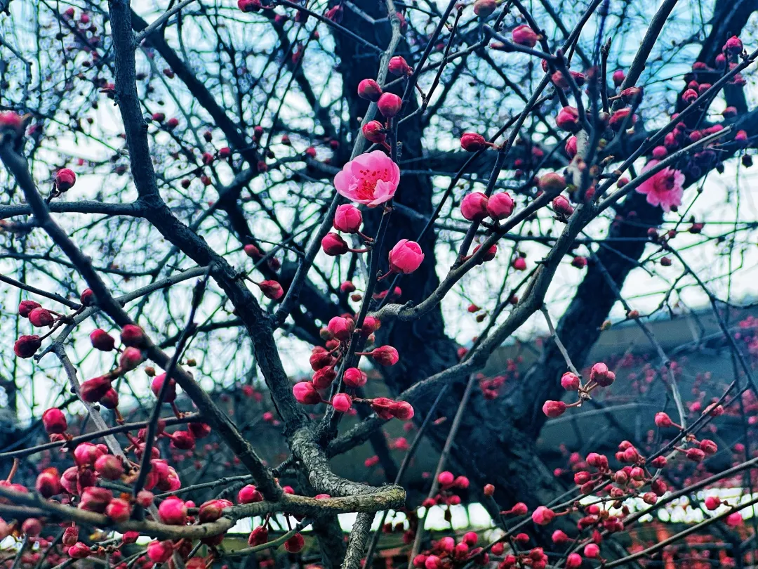 春日预报！汉台街头一大波花卉强势来袭