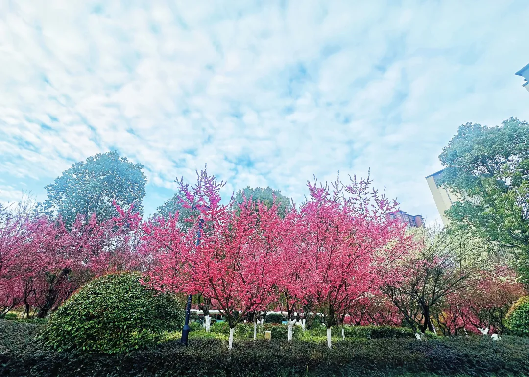 春日预报！汉台街头一大波花卉强势来袭