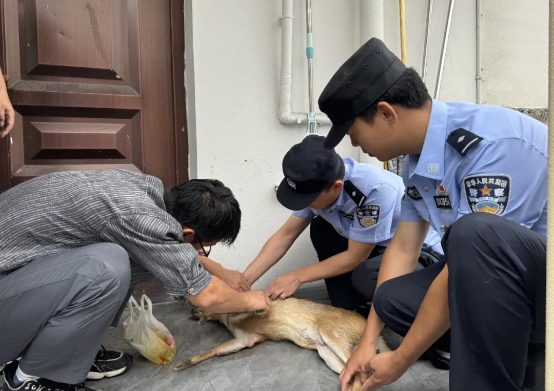 汉中成功救助一只重点保护动物小麂