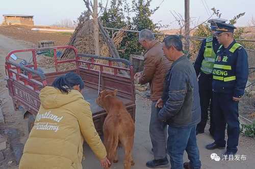 洋县高速路段闯入一头小牛犊，路管员及时驱赶化险