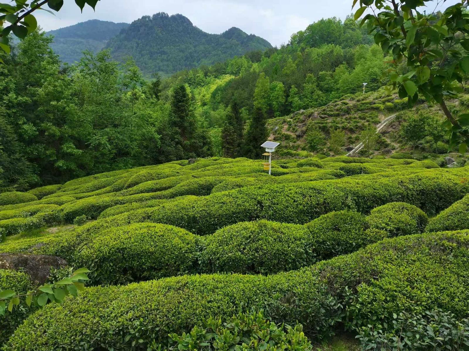 汉中“汉缘红茶”法人陈纪发荣获国家“制茶大师”称号