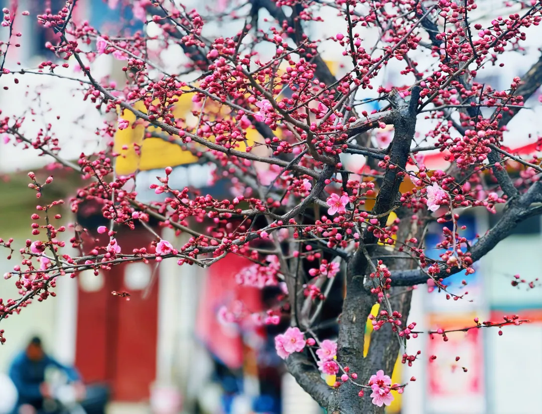 春日预报！汉台街头一大波花卉强势来袭