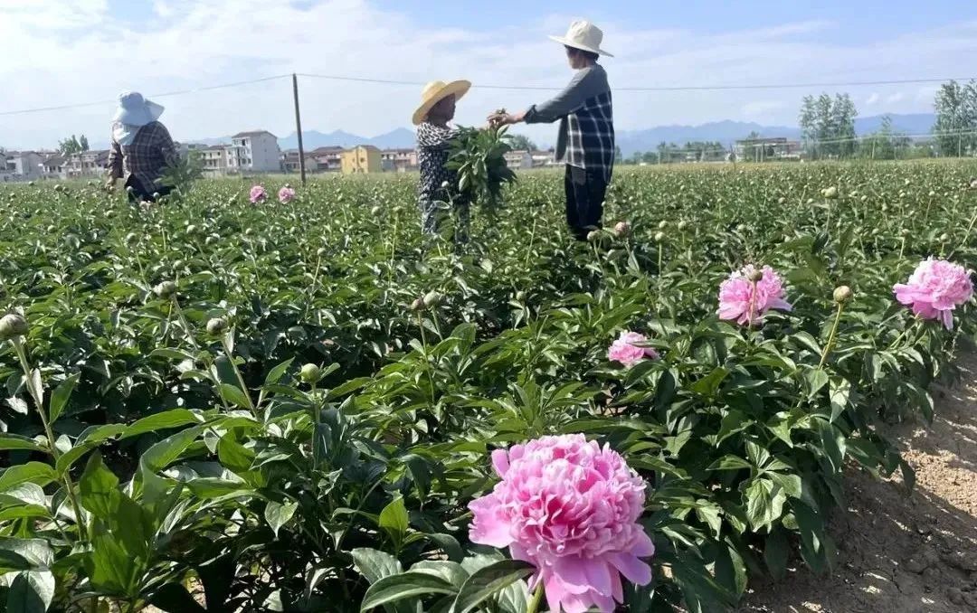 汉中这些地方，藏着令人向往的满分初夏时光！