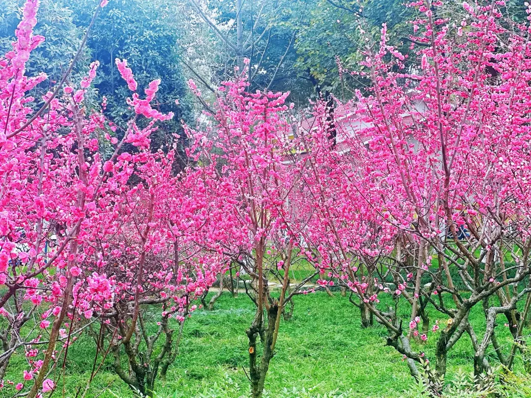 春日预报！汉台街头一大波花卉强势来袭