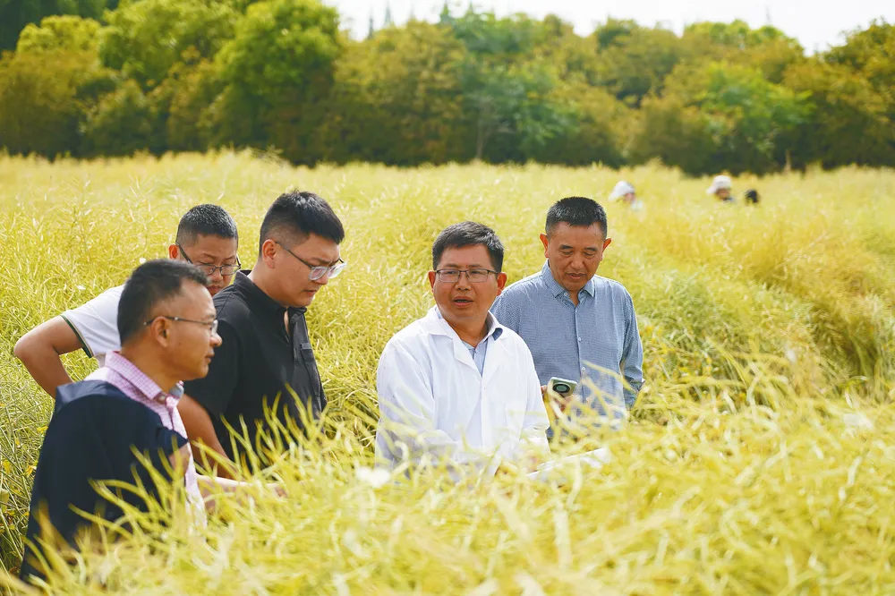 中国油菜的“汉中芯”！探寻背后硬核→