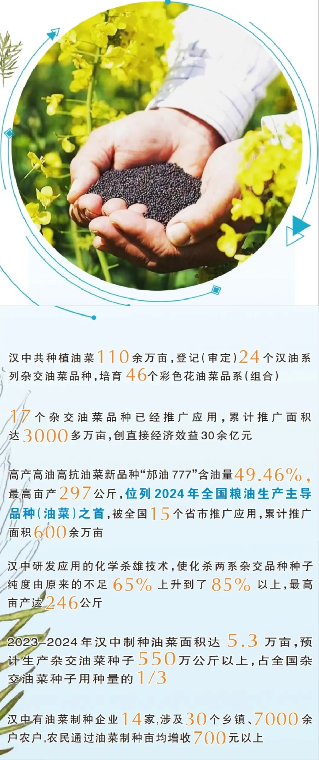 中国油菜的“汉中芯”！探寻背后硬核→