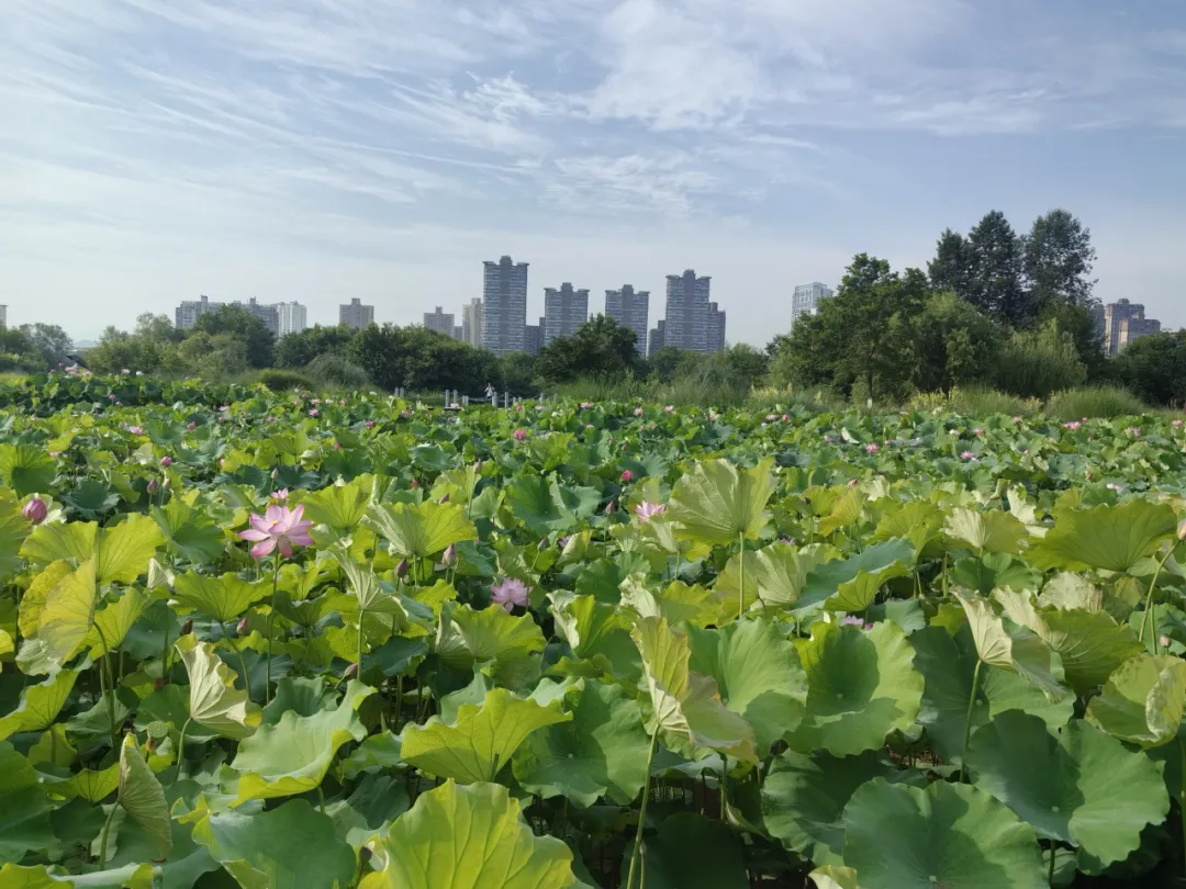 20多家中省媒体聚焦！重点关注汉中生态画卷→