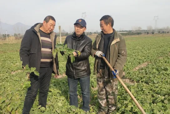 汉台：油菜小麦冬管忙 来年丰收有保障