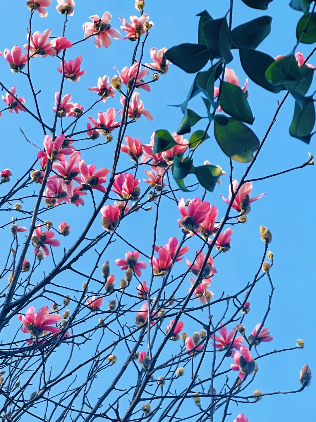 春日预报！汉台街头一大波花卉强势来袭