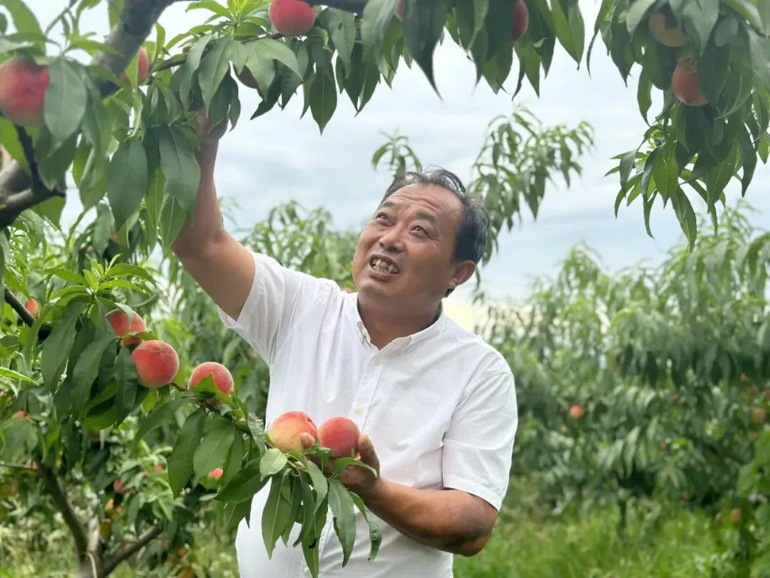 迷上土地里“淘金”！汉台村支书的第二十一次“实验”→